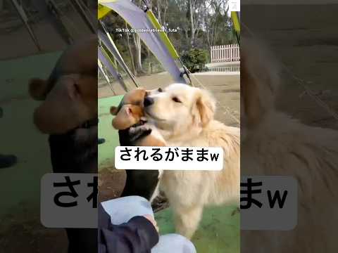 されるがままのゴールデンと、ベタ惚れビーグル　　ゴールデンレトリバー ビーグル　犬　かわいい 犬のいる暮らし サムネイル