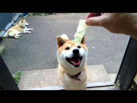 2026年6月28日(日) キャベツが大好きな柴犬