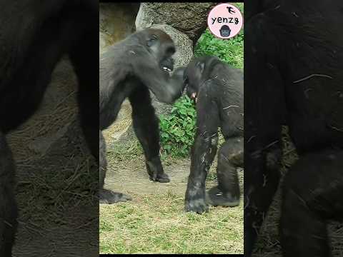 Ringo : 哥哥 你太重啦別壓我 gorilla gorillatag taipeizoo 金剛猩猩 台北市立動物… サムネイル