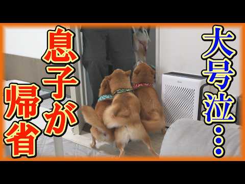 突然の息子の帰省に号泣し、ヒコーキ耳の柴犬達がパニックに陥りました。