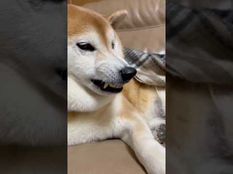 柴犬福 姉とおばあさんに何故か鼻シワな柴犬🤣Sis and Grandma and Shiba🤣姉と柴 shorts… サムネイル