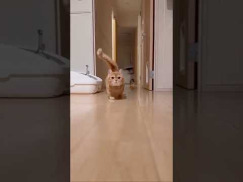 誰もが羨むパーフェクトボディを獲得した2頭身モデルぬこ マンチカン マンチカン短足 短足猫 2頭身 サムネイル