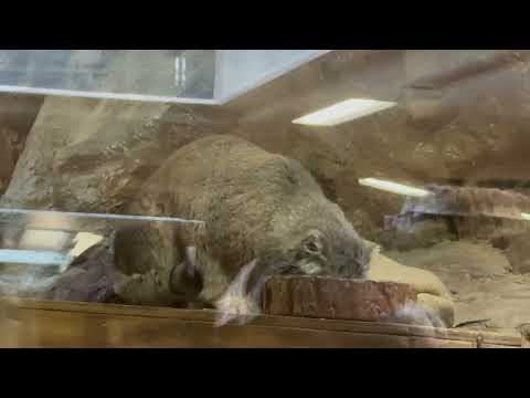 モグモグ  クリョンくん　マヌルネコ　上野動物園にて　2026年2月6日