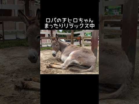 一緒にまったりしませんか？ 東武動物公園 zoo 癒し ロバ チヒロ リラックス サムネイル