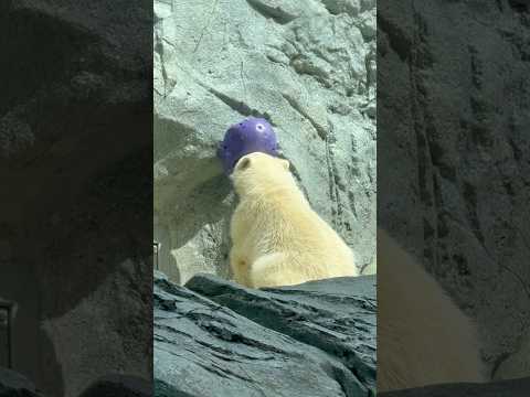 shorts ご馳走様なモモ太くん☺️遊び出しました　  ホッキョクグマの親子　男鹿水族館GAOにて　2026年5月2… サムネイル
