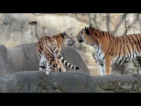 ローラーさんにスリっとされウレシそうなソーンさん　アムールトラ　浜松市動物園にて　2026年2月14日 サムネイル