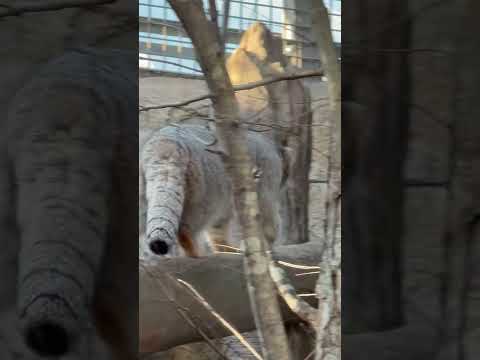 shorts ナゴムくん 横壁登る🤭　マヌルネコ　那須どうぶつ王国にて　2026年1月4日 サムネイル