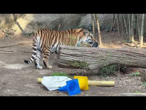 おかしいワ😑明日食べ様っと残して置いたシカさんのお肉無いワ！っとサーシャちゃん😅　アムールトラ　浜松市動物園にて　20… サムネイル