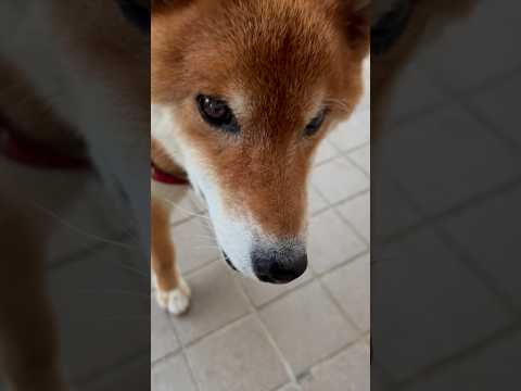 ’26.9.2 力丸のウキウキ・ワクワク… 柴犬 柴犬のいる暮らし 柴犬の日常 shibainu お散歩 力丸