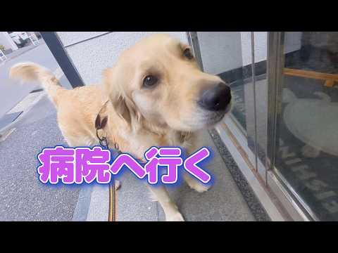病院へ行きます。ゴールデンレトリバーティト サムネイル