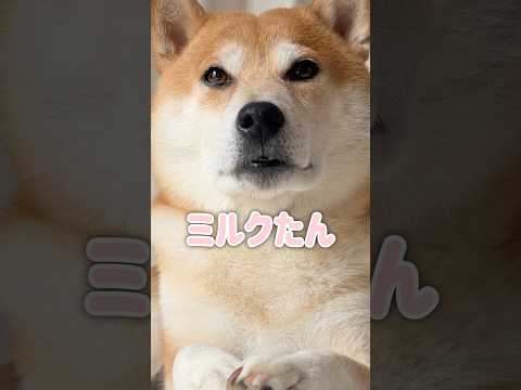 あるプランを練る柴犬こむぎ