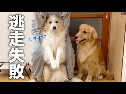 お薬が嫌で逃走したら、飼い主に秒で捕まり固まってしまった犬...【ボーダーコリー・ゴールデンレトリバー】 サムネイル