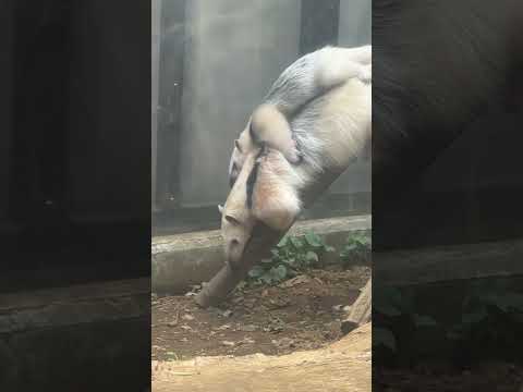 shorts アンちゃんママにおんぶしてふくくん降りて来た〜　ミナミコアリクイ　野毛山動物園にて　2026年5月10日
