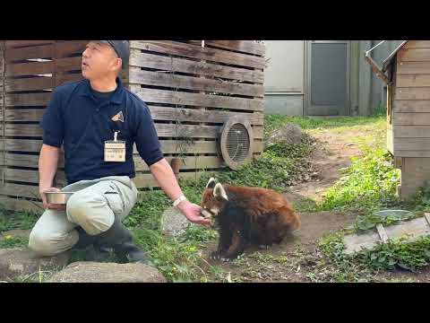 レッサーガイド「動物の食事時間」風太くん編　レッサーパンダ　千葉市動物公園にて　2026年4月18日