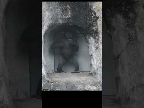 chest beating. little gorilla brothers Jabali 5y6m old & Ri… サムネイル