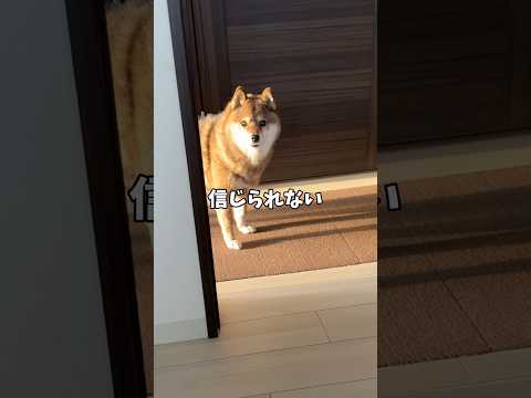 元気な飼い主を見て柴犬は思わず… サムネイル
