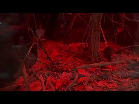 アレ💦ワラワラいっぱい出て来た🫢　カヤネズミ　上野動物園にて　2026年2月6日 サムネイル