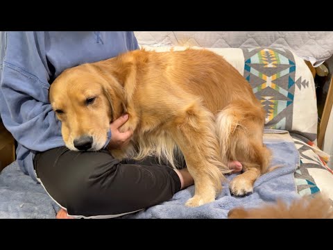 目が覚めた時に飼い主が見当たらなくて、大泣き出しちゃった犬...【ボーダーコリー・ゴールデンレトリバー】 サムネイル