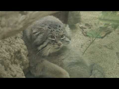 ナルくん　毛繕い　マヌルネコ　王子動物園　00042 サムネイル