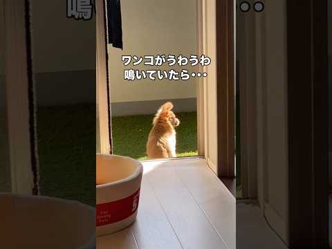 愛犬が赤ちゃんの傍でうわうわ鳴き続けたら赤ちゃんは⋯ チワペキ チワワ ペキニーズ shorts サムネイル
