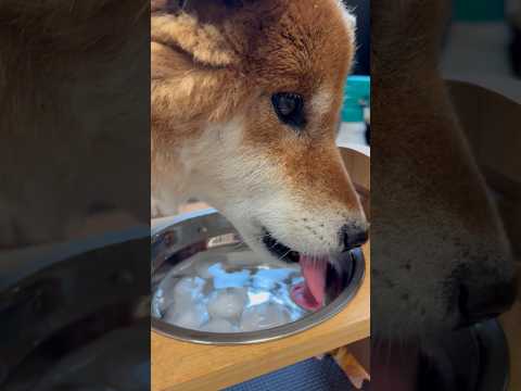 ’26.5.31 力丸はモシャ丸…？ 柴犬 shibainu 柴犬のいる暮らし 柴犬の日常 食べる犬 水を飲む犬 力丸 サムネイル