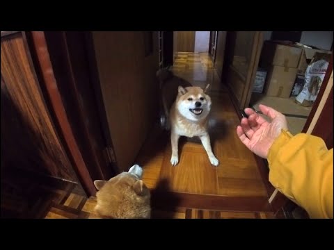 2025年12月23日(火) ドッタンバッタン大騒ぎフレンズ【手術後半月経過】 サムネイル