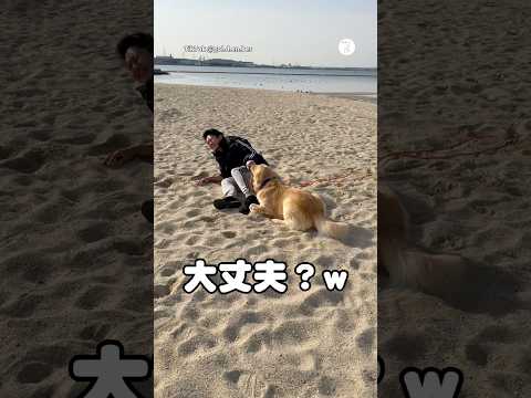 砂浜で大興奮のゴールデンレトリバー　ゴールデンレトリバー 大型犬　面白い　犬のいる暮らし かわいい犬 サムネイル