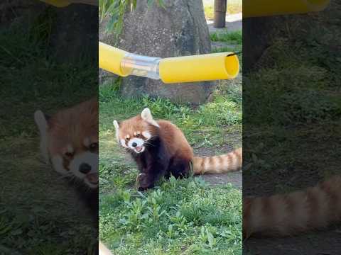 shorts 筒形フィーダーからも着々とリンゴをGETしていく円実ちゃん　大森山動物園にて　2026年4月29日 サムネイル