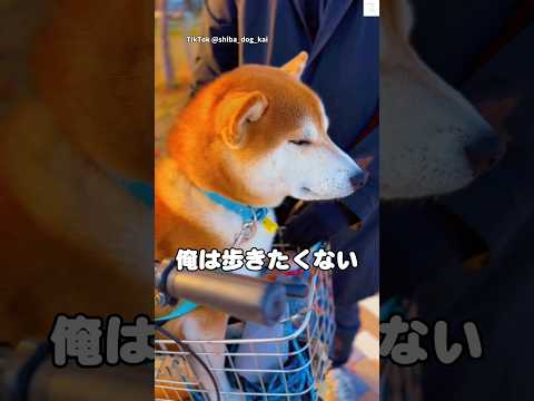 散歩拒否、歩かないと決めた柴犬　柴犬　犬　散歩　面白い　犬のいる暮らし サムネイル