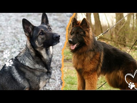 Long Coat vs Short Coat German Shepherds — Which Is Better… サムネイル