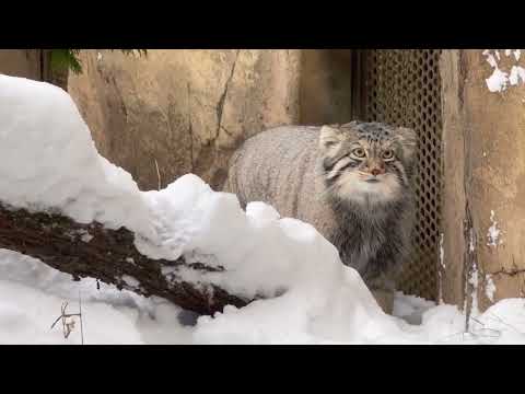 飼育員さんが居るのナゴムくん　マヌルネコ　那須どうぶつ王国　2026年1月12日 サムネイル