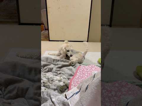 shorts タローちゃんのひとり遊び❣️ トイプードル　2026年2月6日 サムネイル