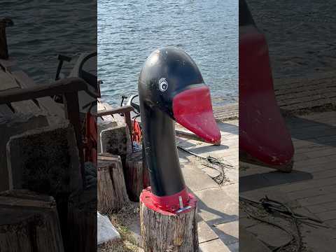 shorts ブラックスワン　芦ノ湖にて　2026年3月21日 サムネイル