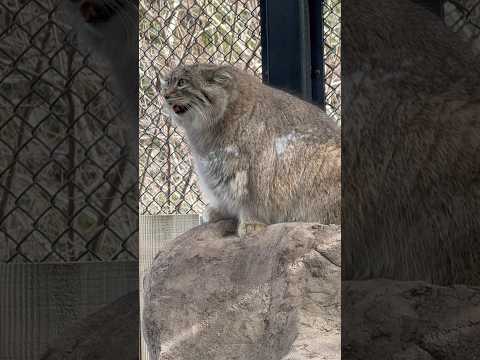 shorts 頂上に君臨したオリーヴァちゃん　マヌルネコ　埼玉県こども動物自然公園にて　2026年3月7日