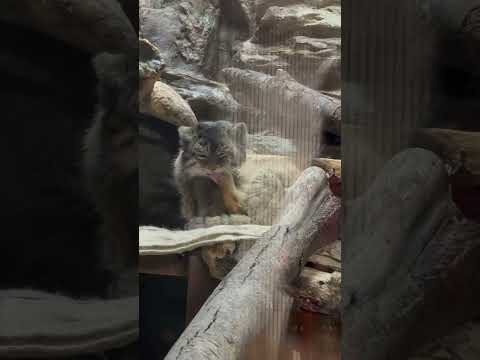 shorts プリちゃん一瞬フリーズ🤭　マヌルネコ　上野動物園にて　2026年2月6日 サムネイル