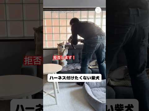 全力でハーネス拒否する豆柴　柴犬　豆柴　犬　面白い　かわいい犬 サムネイル