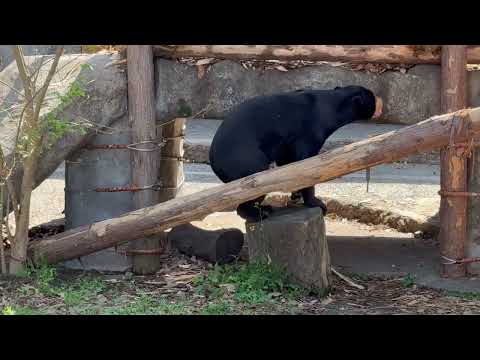 マーチンくん 台に登って😊　マレーグマ　のんほいパークにて　2026年4月3日 サムネイル