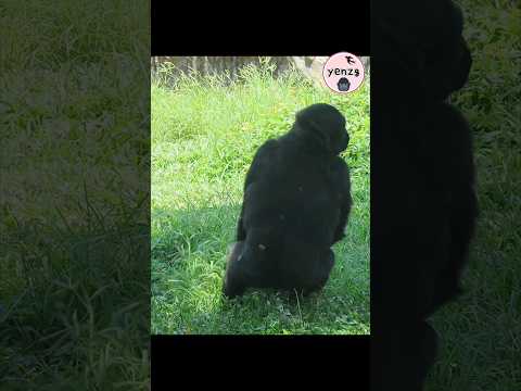 Ringo pulling grass gorilla taipeizoo 金剛猩猩 台北市立動物園 funnyani…