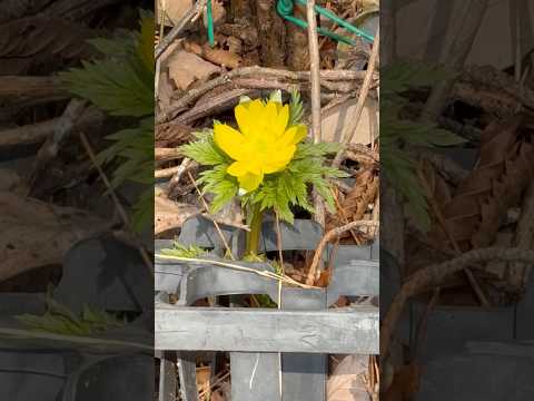 shorts 福寿草が咲きました〜　2026年3月28日　那須 サムネイル