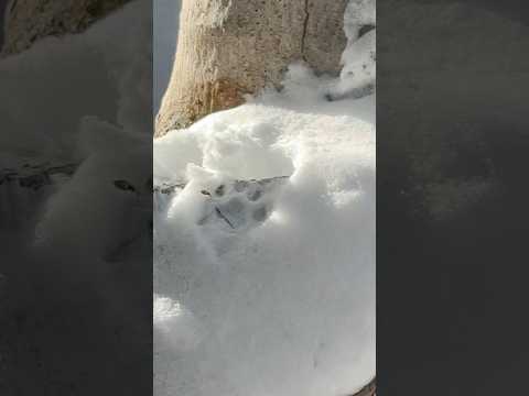 shorts ナゴムくんの〜〜あしあと🐾　マヌルネコ　那須どうぶつ王国にて　2026年1月12日 サムネイル