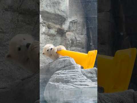 shorts 黄色大っきいコーンとモモ太くん　  ホッキョクグマの仔　秋田県男鹿水族館GAOにて2026年4月30日 サムネイル
