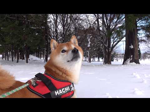 柴犬はいつもの道で足が止まりました。 サムネイル