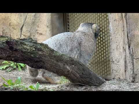 バックヤードを食い入る様に見るナゴムくん🤭　マヌルネコ　那須どうぶつ王国にて　2026年4月11日 サムネイル