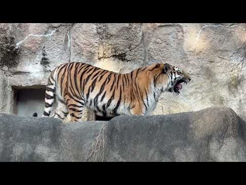 ワタシのオニク何処〜〜！！っとサーシャちゃん⁈ 今日はサーシャの日　アムールトラ　浜松市動物園にて　2026年2月14日 サムネイル