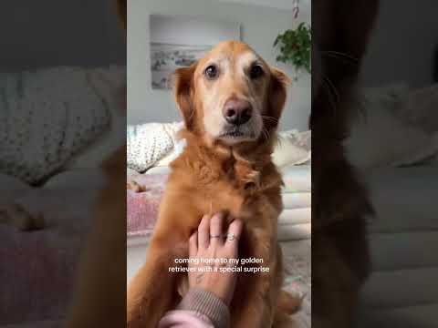 coming home to my golden retriever🥵goldenretreivers dog pup… サムネイル