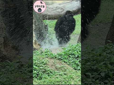Jabali enjoy splashing water💦😆 gorilla gorillatag taipeizoo… サムネイル