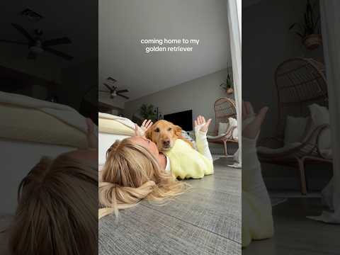 Come to my golden retriever 2026blonde goldenretreiver dogb… サムネイル