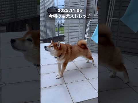 今朝の柴犬ストレッチdog doggie 柴犬 shibainu healing routines shiba yog… サムネイル