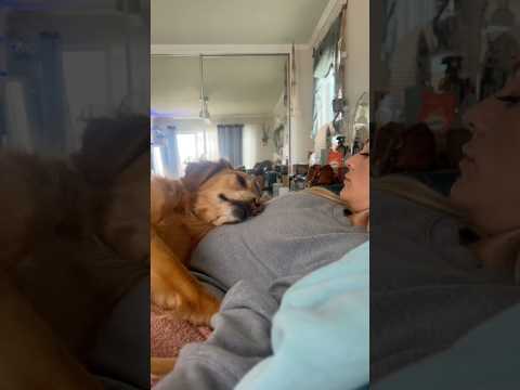 coming home to my golden retriever🥵 goldenretreiver dog ind… サムネイル