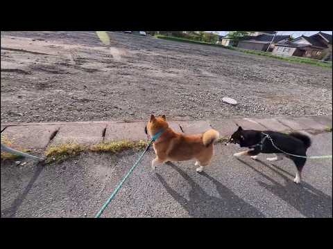 【何か居たの？！】並走散歩中に耳をピンと立ててナニかを目で追うココさんの未知との遭遇